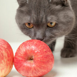 7 human foods that cats can safely eat